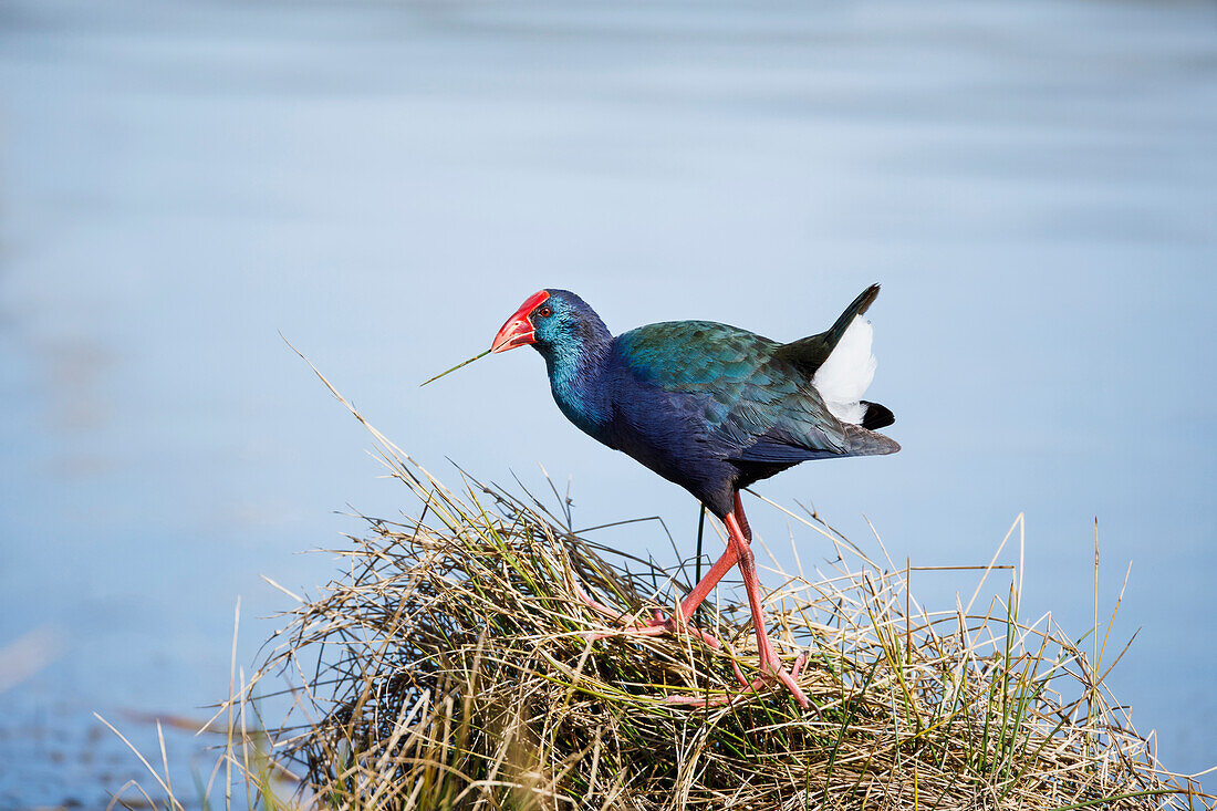 Purple Swamphen (Porphyrio porphyrio) building nest, Garden Route National Park, South Africa