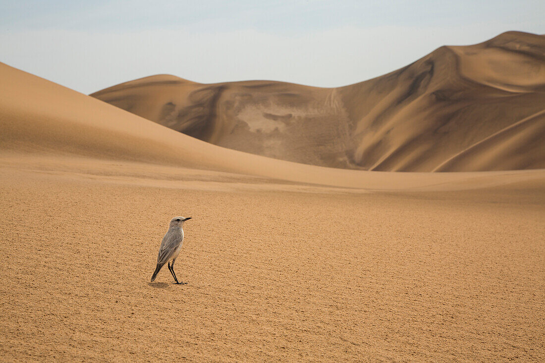 Tractrac Chat (Cercomela tractrac) in desert, Namibia