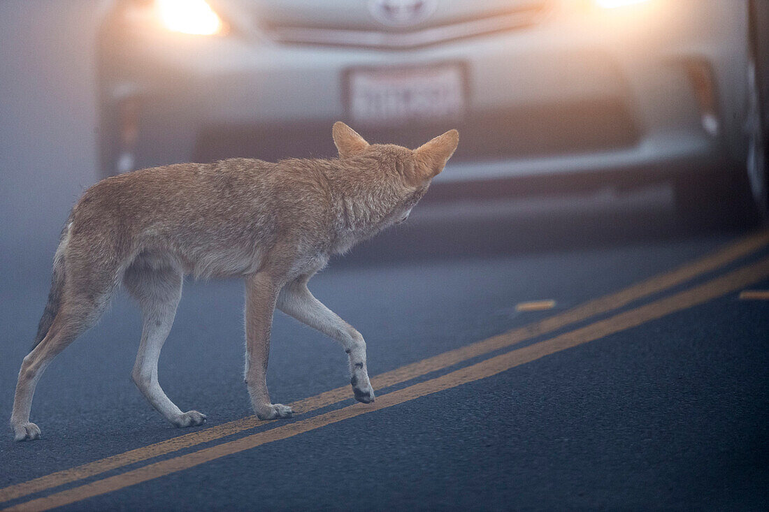 Coyote (Canis latrans) crossing street in front of oncoming car, Stinson Beach, California