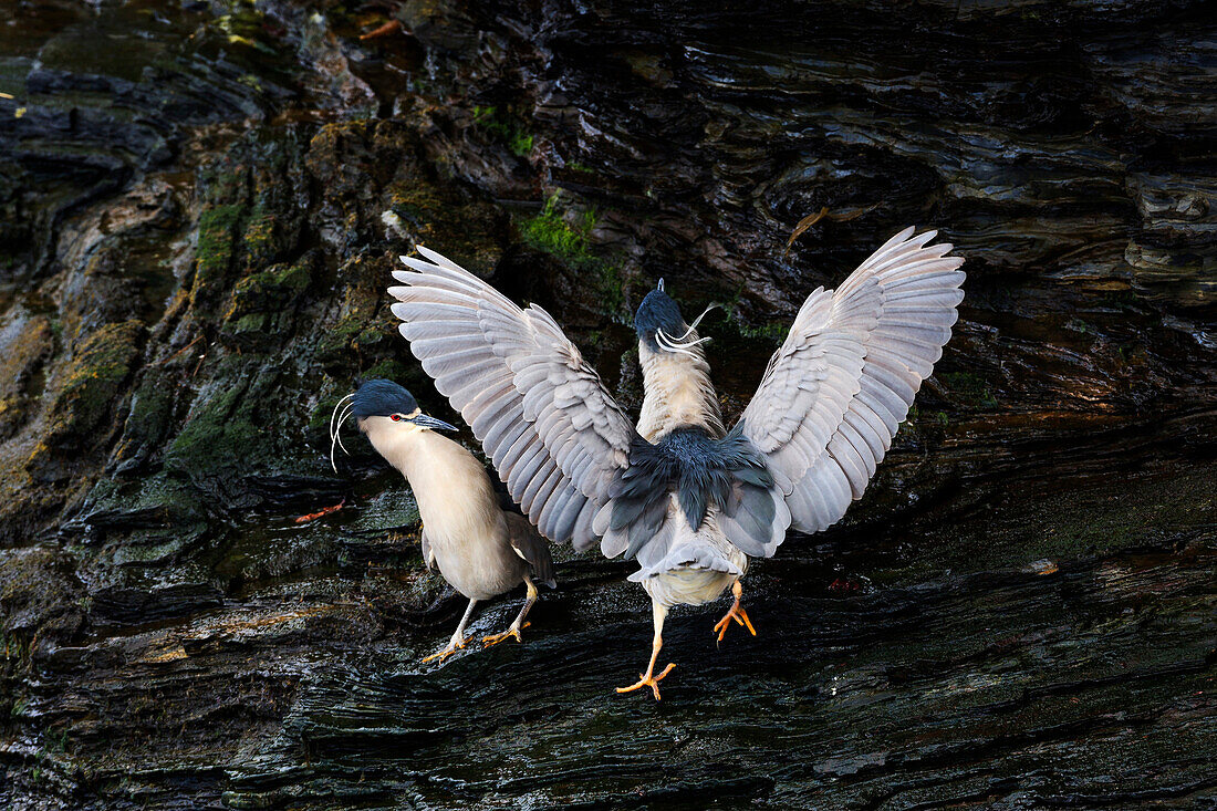 Black-crowned Night Heron (Nycticorax nycticorax) pair courting, Sea Lion Island, Falkland Islands