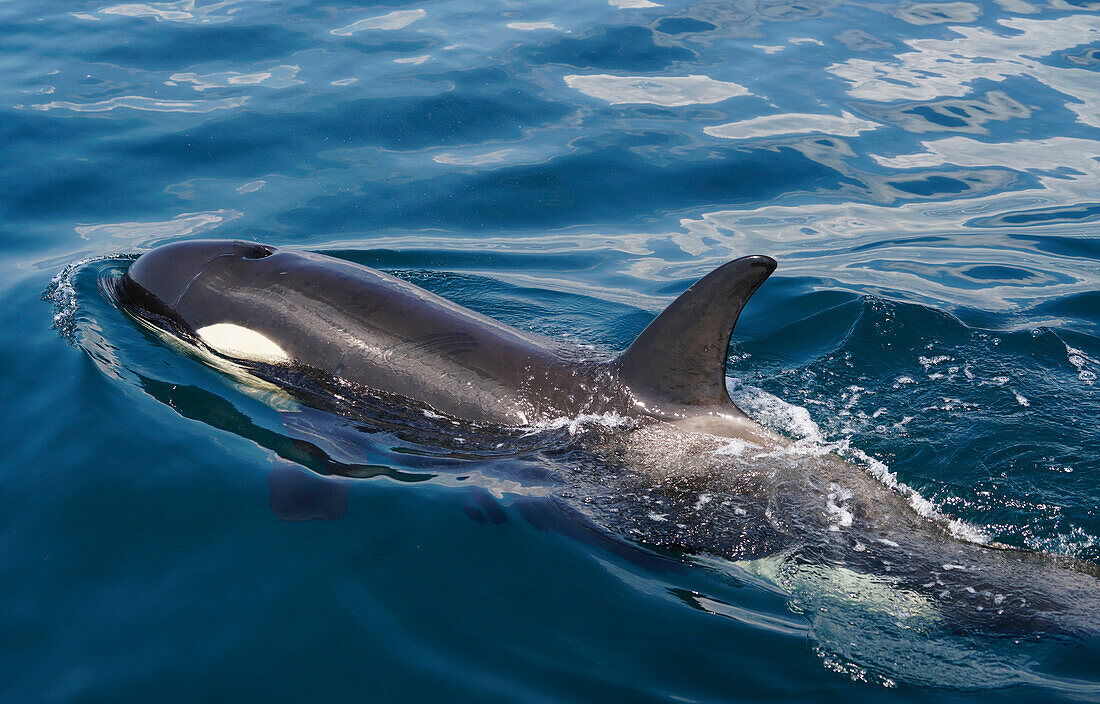 Orca (Orcinus orca) surfacing, Shiretoko, Hokkaido, Japan