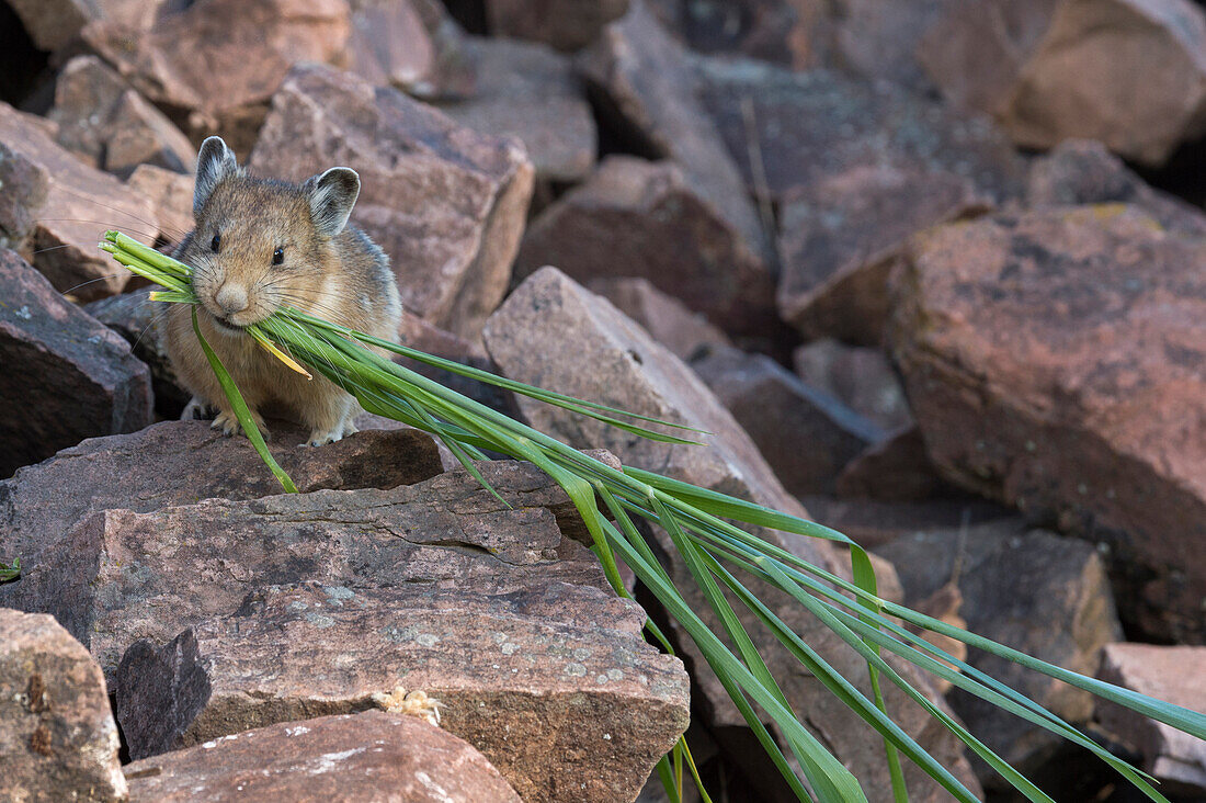 American Pika (Ochotona princeps) carrying plants for hay pile, Bridger-Teton National Forest, Wyoming Range, Wyoming