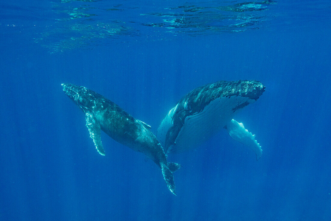 Humpback Whale (Megaptera novaeangliae) mother and calf, Tonga