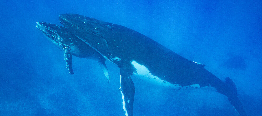 Humpback Whale (Megaptera novaeangliae) mother and calf, Tonga