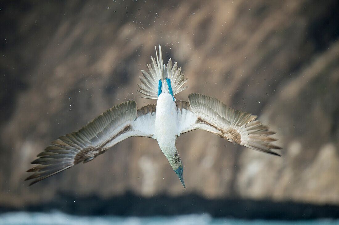 Blue-footed Booby (Sula nebouxii) plunge diving, Cerro Brujo, San Cristobal Island, Galapagos Islands, Ecuador