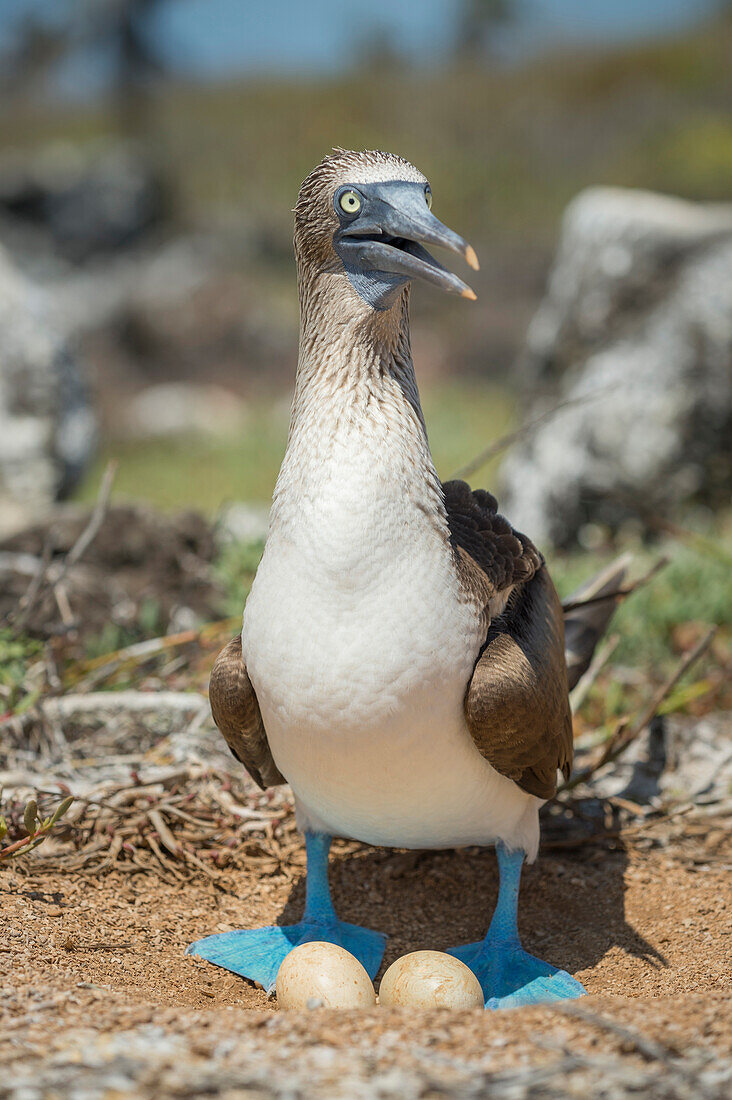 Blue-footed Booby (Sula nebouxii) at nest with eggs, Santa Cruz Island, Galapagos Islands, Ecuador