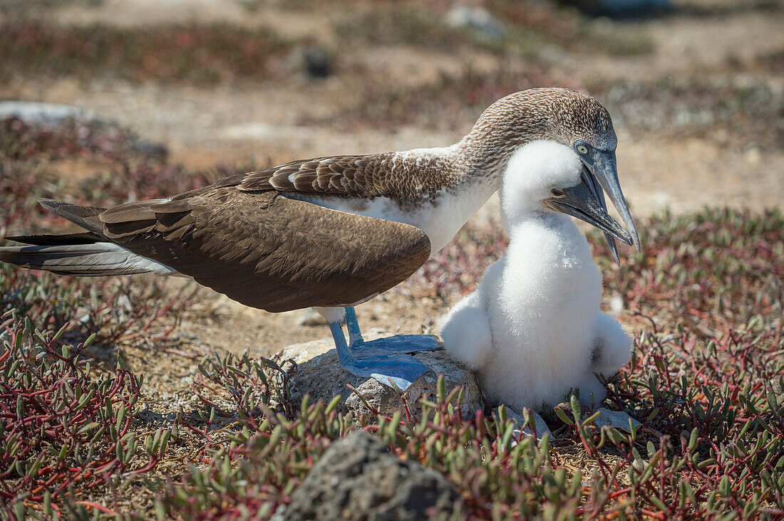 Blue-footed Booby (Sula nebouxii) parent tending to chick, Santa Cruz Island, Galapagos Islands, Ecuador