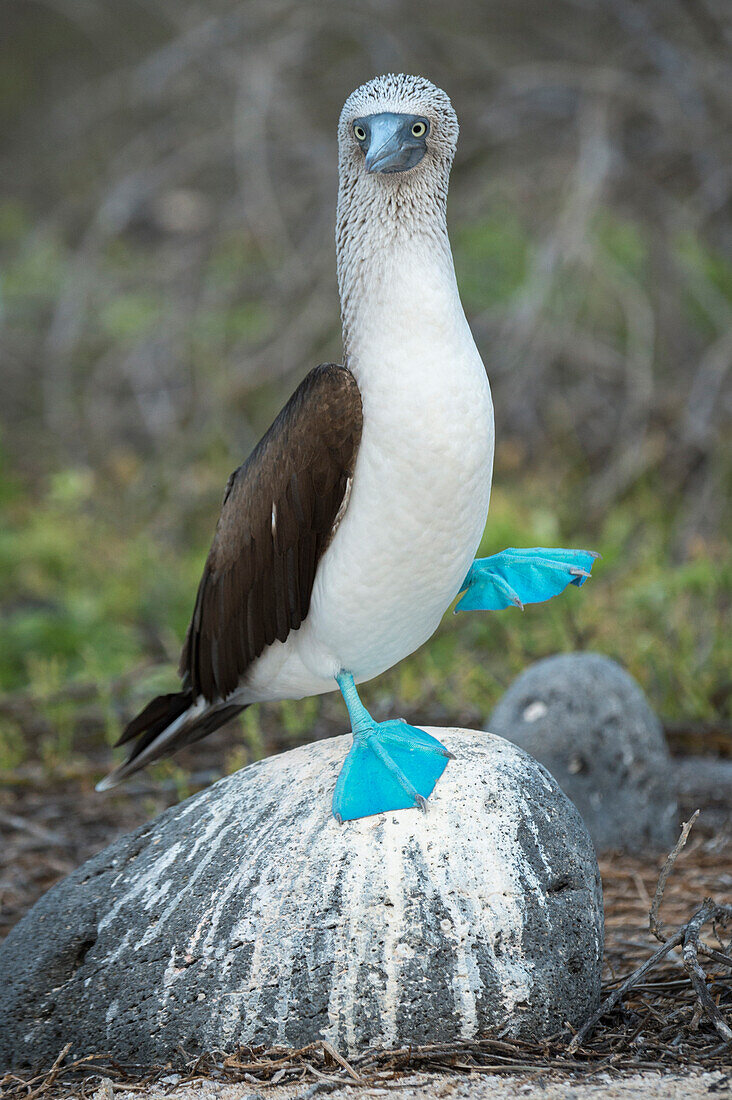 Blue-footed Booby (Sula nebouxii) performing foot-lifting courtship display, Seymour Island, Galapagos Islands, Ecuador