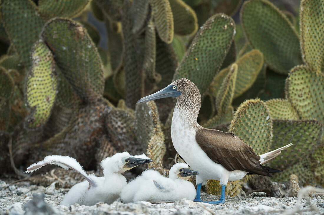 Blue-footed Booby (Sula nebouxii) parent and chicks, Punta Vicente Roca, Isabela Island, Galapagos Islands, Ecuador