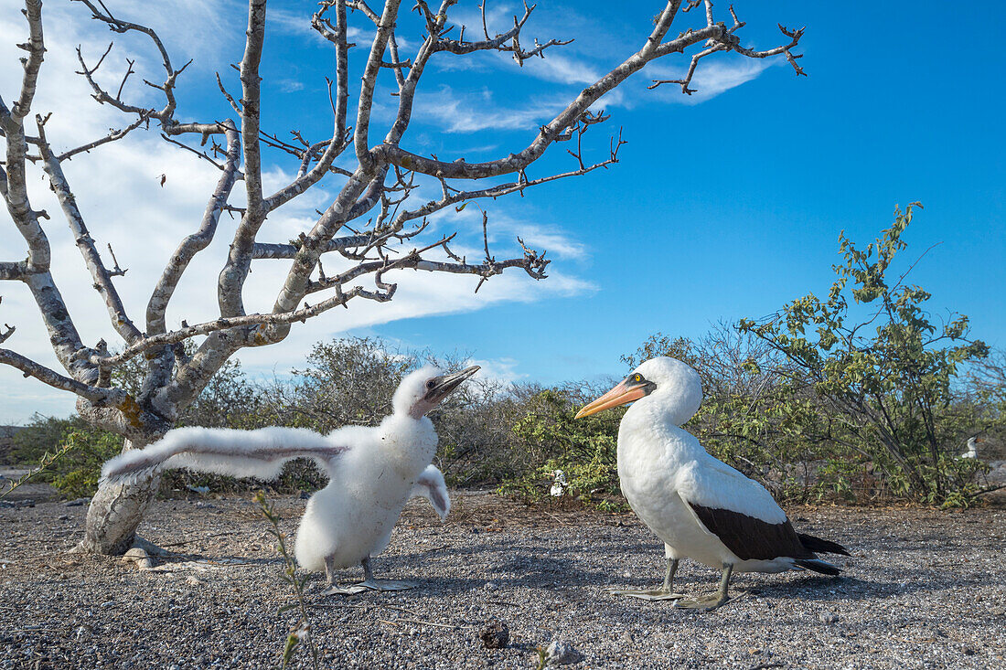 Nazca Booby (Sula granti) chick greeting parent, Genovesa Island, Galapagos Islands, Ecuador