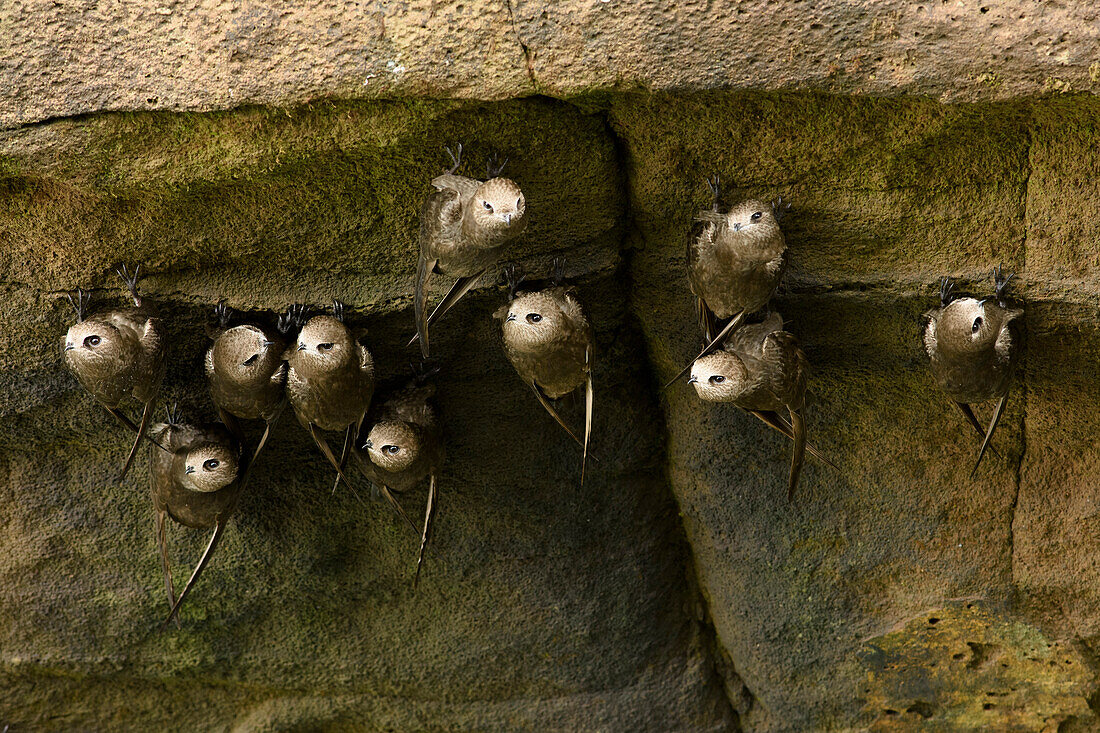 Great Dusky Swift (Cypseloides senex) group roosting, Iguazu National Park, Argentina