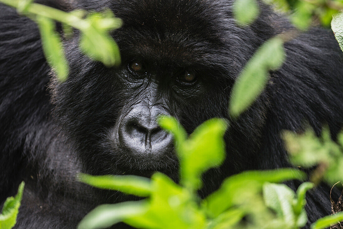 Mountain Gorilla (Gorilla gorilla beringei) male, Parc National des Volcans, Rwanda