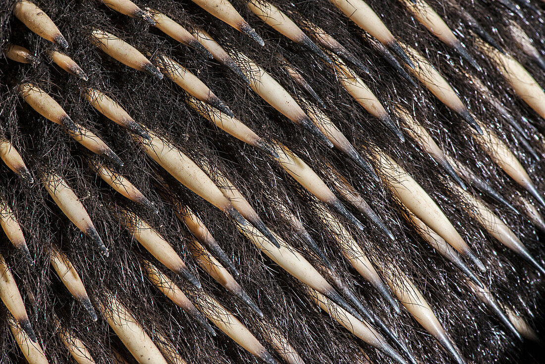 Short-beaked Echidna (Tachyglossus aculeatus) spines, Tasmania, Australia