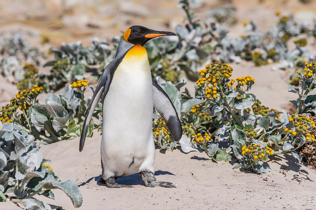 King Penguin (Aptenodytes patagonicus) on beach, Saunders Island, Falkland Islands