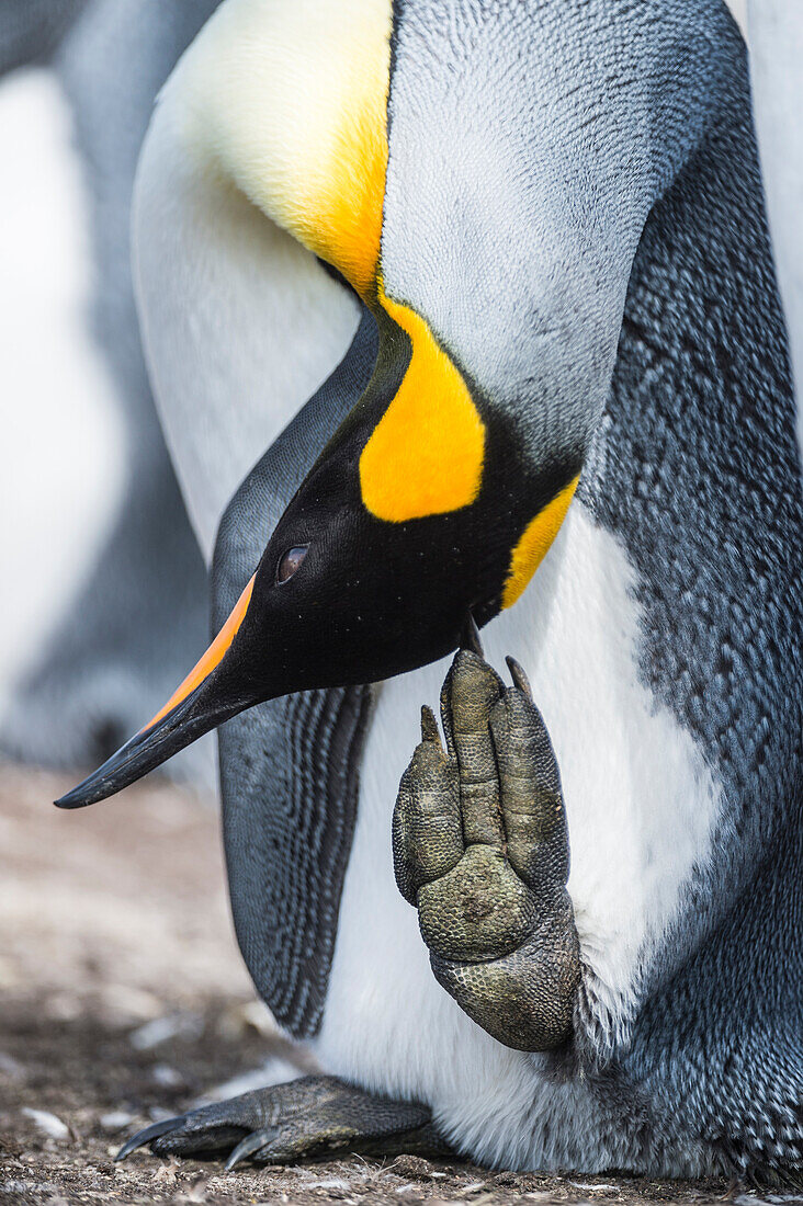 King Penguin (Aptenodytes patagonicus) scratching itself, Volunteer Beach, East Falkland Island, Falkland Islands
