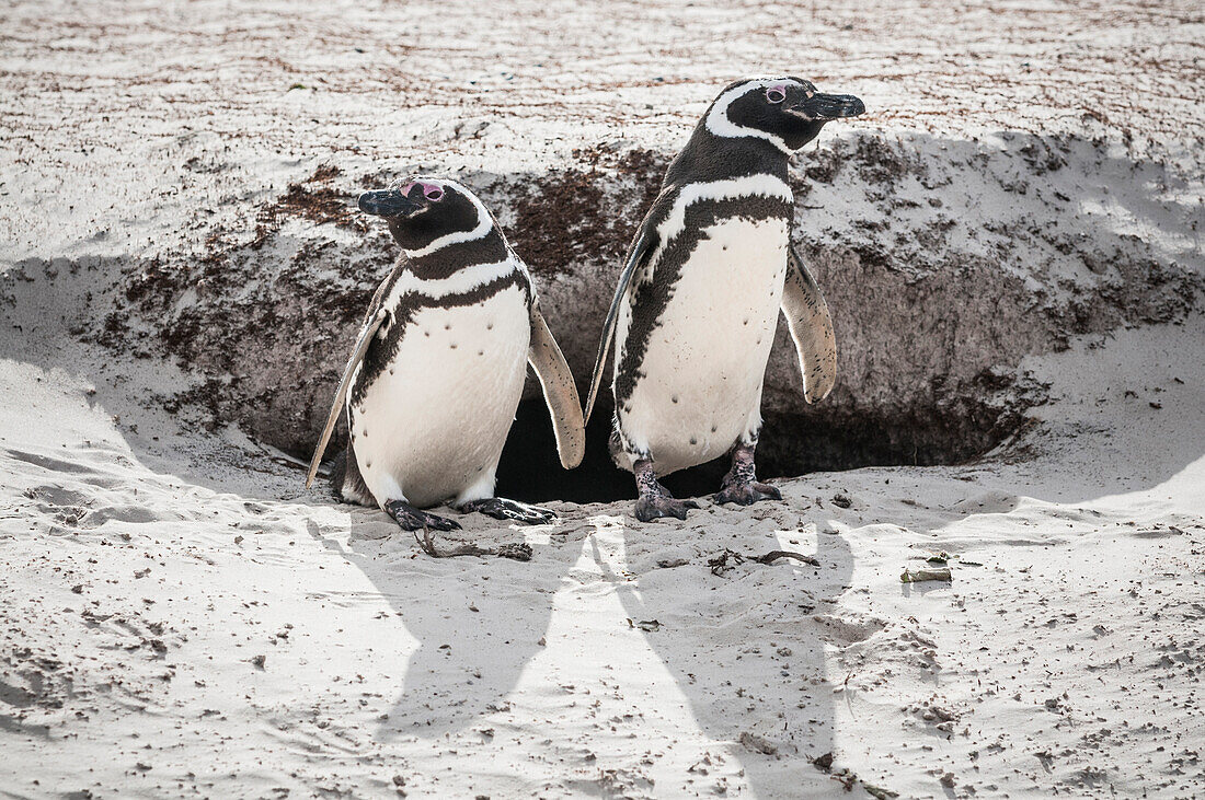 Magellanic Penguin (Spheniscus magellanicus) pair at burrow, Volunteer Beach, East Falkland Island, Falkland Islands