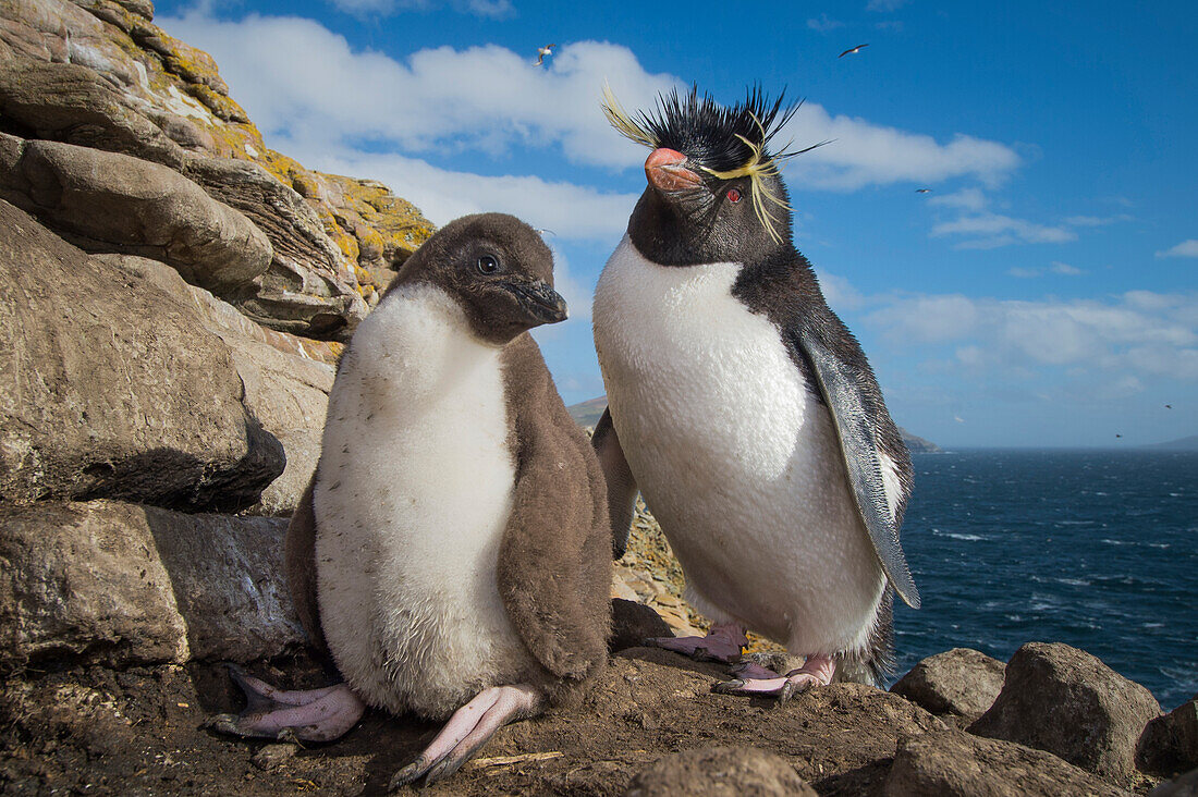 Rockhopper Penguin (Eudyptes chrysocome) parent and chick, Dunbar Island, Falkland Islands