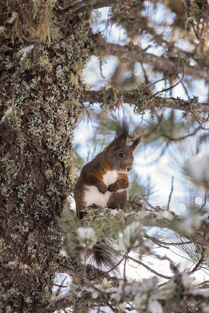 Wild squirrel in the woodland of Val Roseg, Pontresina, Canton of Graubunden, Switzerland, Europe