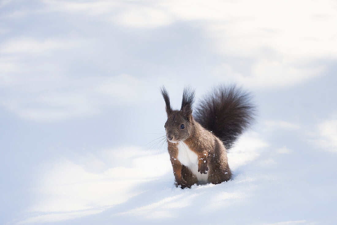 Wild squirrel into the snow of Val Roseg, Pontresina, Canton of Graubunden, Switzerland, Europe