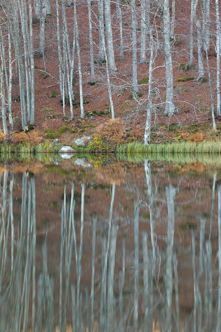 trees reflected in the Pranda lake, Reggio Emilia province, Emilia Romagna district, Italy, Europe