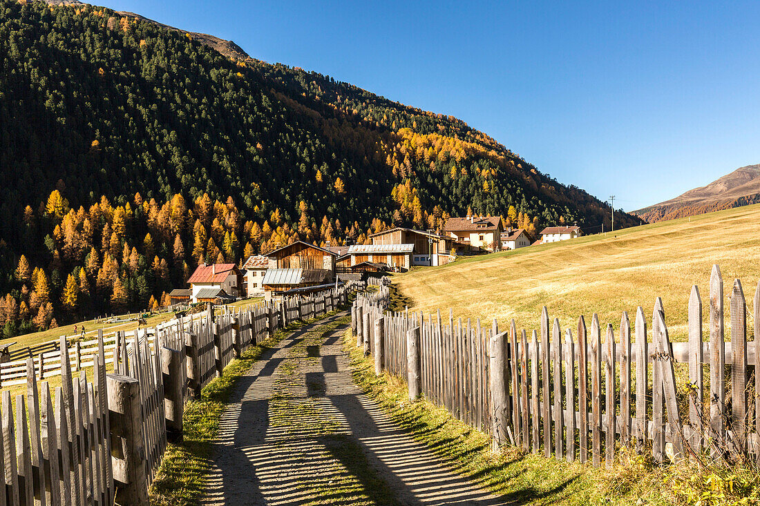 Autumn colors along the footpath to Melago, Vallelunga, Venosta Valley, province of Bolzano, South Tyrol, Italy
