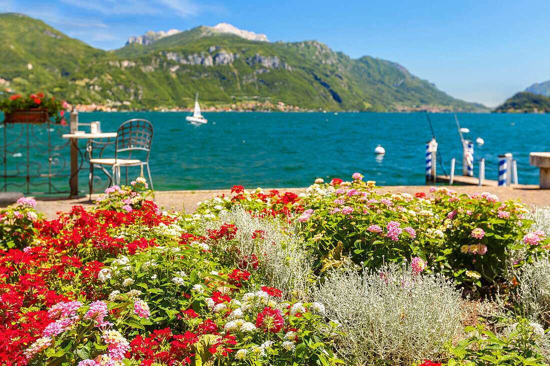 Flowers frame a corner of lake Como where you can take relax, Menaggio, Como province, Lombardy, Italy, Europe