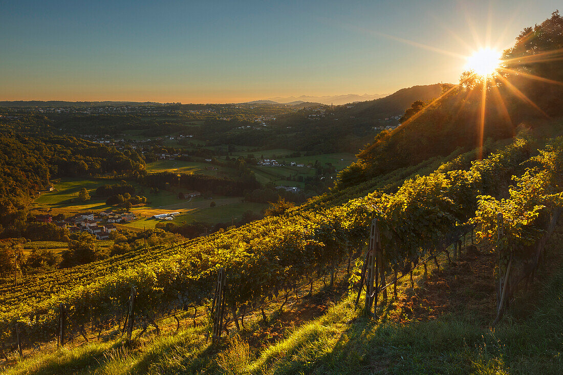 Sunset on the vineyards that produce Merlot wine, Pedrinate, Mendrisio district, Canton of Ticino, Switzerland, Europe