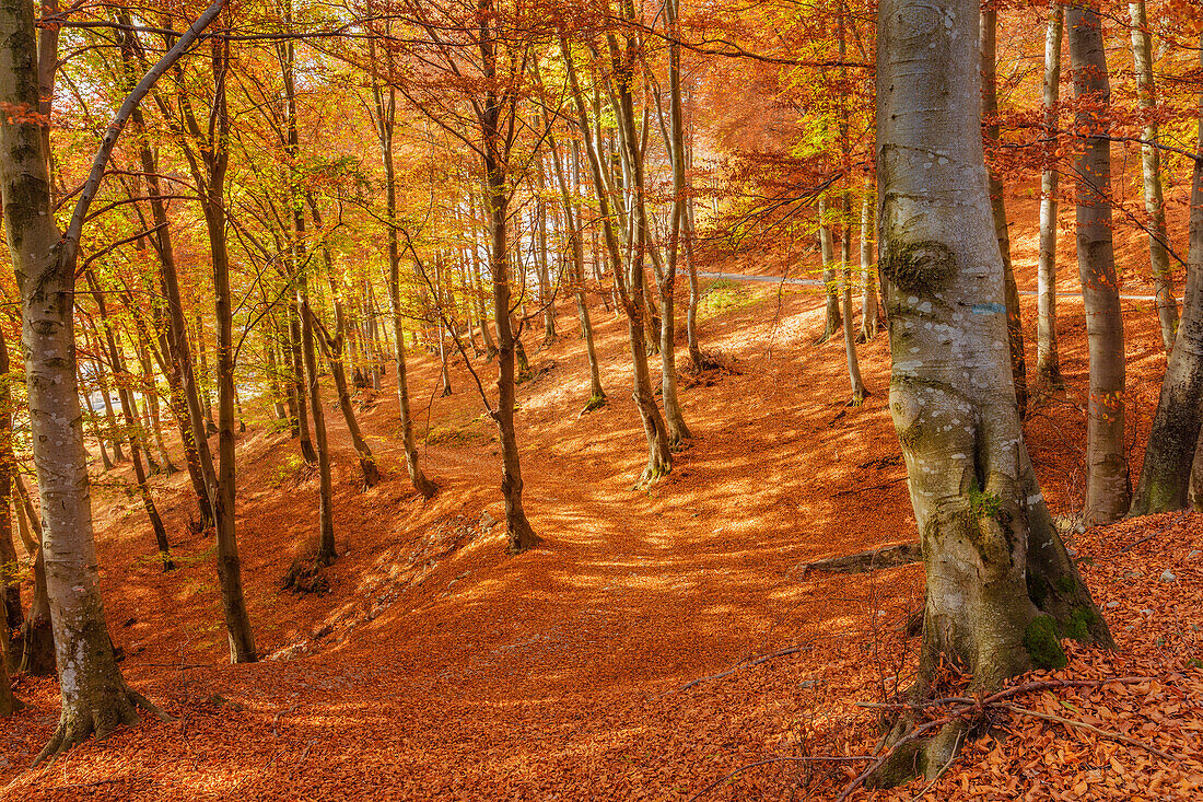 Autumn woods, Intelvi valley, Como province, Lombardy, Italy, Europe