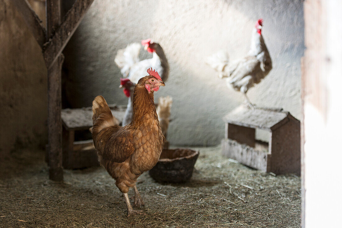 Europe,Italy,Trentino,Fassavalley,Dolomites Farmanimal,hens,chicken
