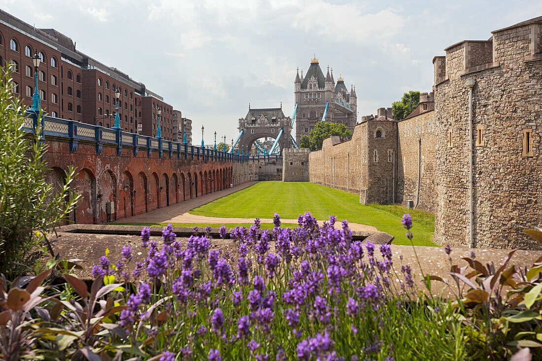 The Tower Bridge and the Tower of London with a lavender bloom, London, Great Britain, UK