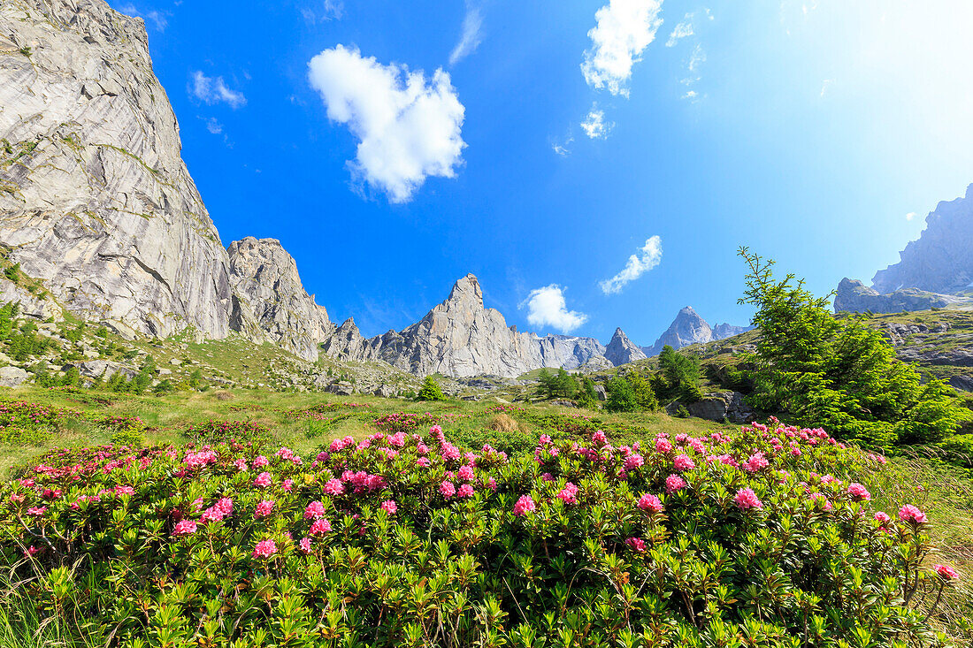 Blooming of rhododendrons in Torrone Valley, Valamasino, Valtellina, Sondrio province, Lombardy, Italy.
