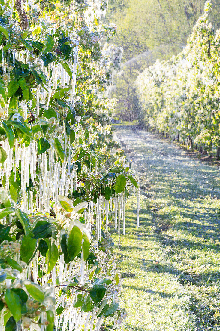 Ice stalactites on apple plants after watering which prevents the freezing of the flowers. Tirano, Valtellina, Lombardy, Italy.