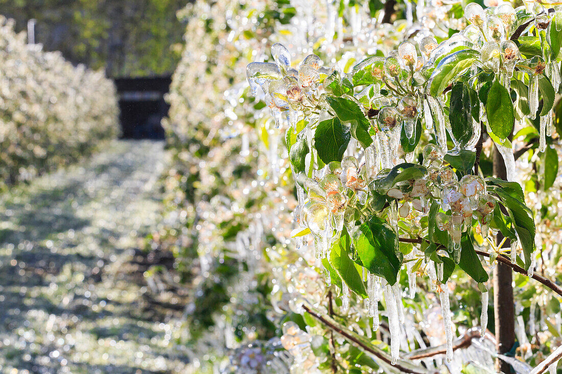 Ice stalactites on apple plants after watering which prevents the freezing of the flowers. Tirano, Valtellina, Lombardy, Italy.