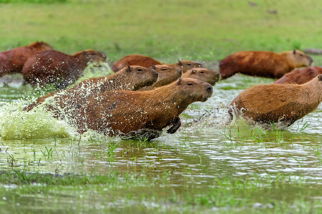 Capybara (Hydrochoerus hydrochaeris) group running through water, Pantanal, Mato Grosso, Brazil