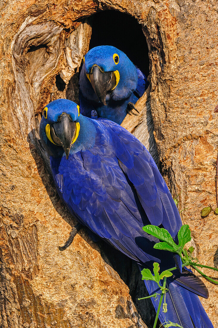 Hyacinth Macaw (Anodorhynchus hyacinthinus) pair at nest cavity, Pantanal, Mato Grosso, Brazil