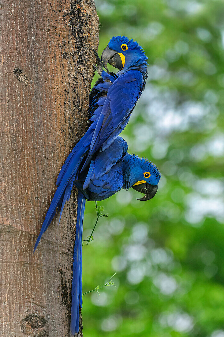 Hyacinth Macaw (Anodorhynchus hyacinthinus) pair at nest cavity, Pantanal, Mato Grosso, Brazil