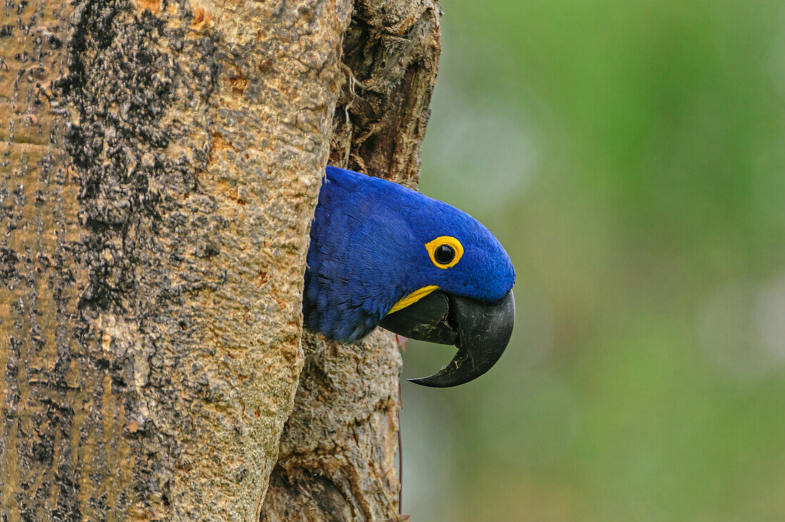 Hyacinth Macaw (Anodorhynchus hyacinthinus) in nest cavity, Pantanal, Mato Grosso, Brazil