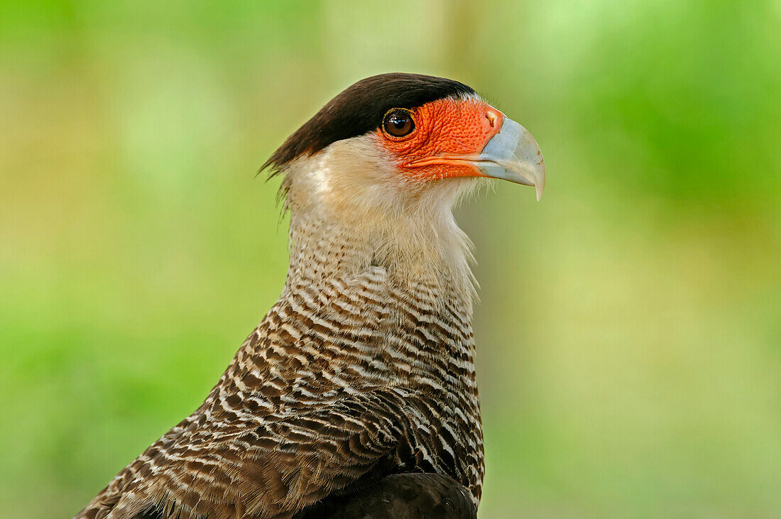 Southern Caracara (Caracara plancus), Pantanal, Mato Grosso, Brazil