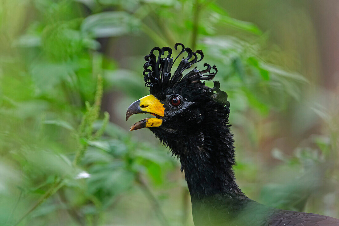 Bare-faced Curassow (Crax fasciolata) male calling, Pantanal, Mato Grosso, Brazil