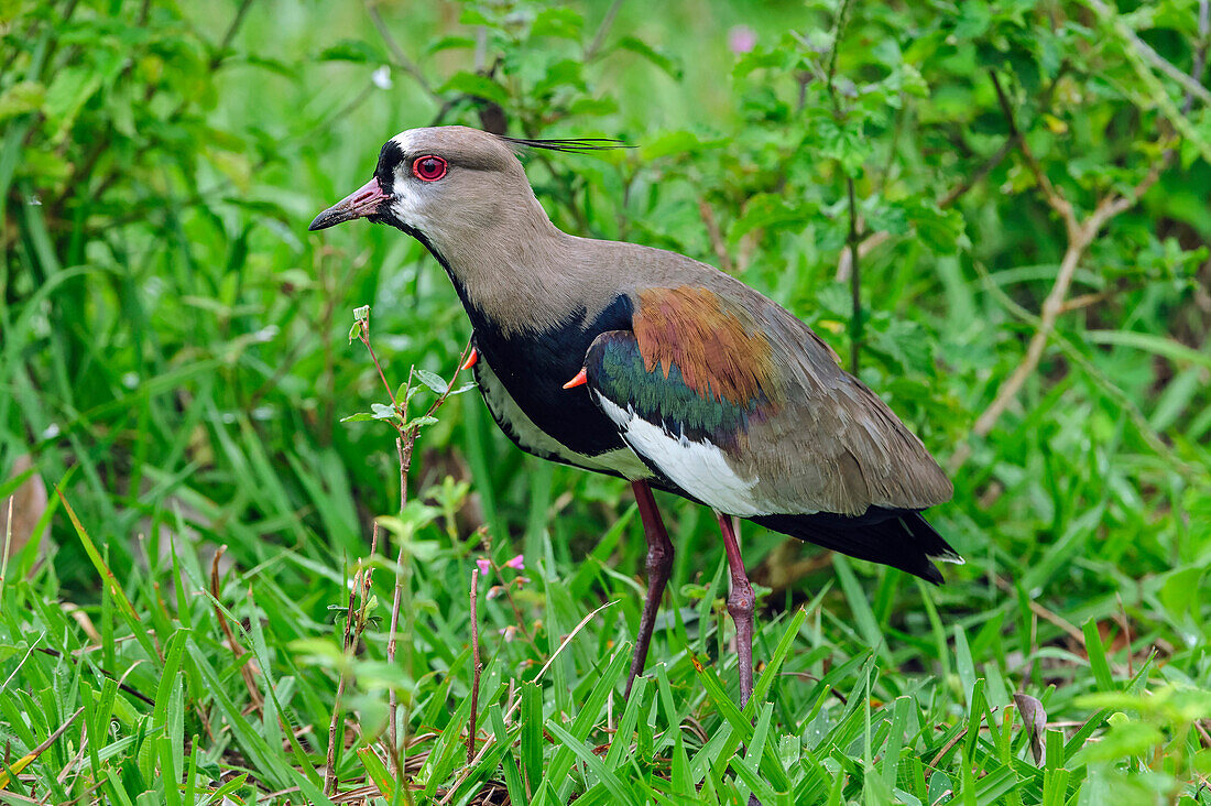 Southern Lapwing (Vanellus chilensis), Pantanal, Mato Grosso, Brazil