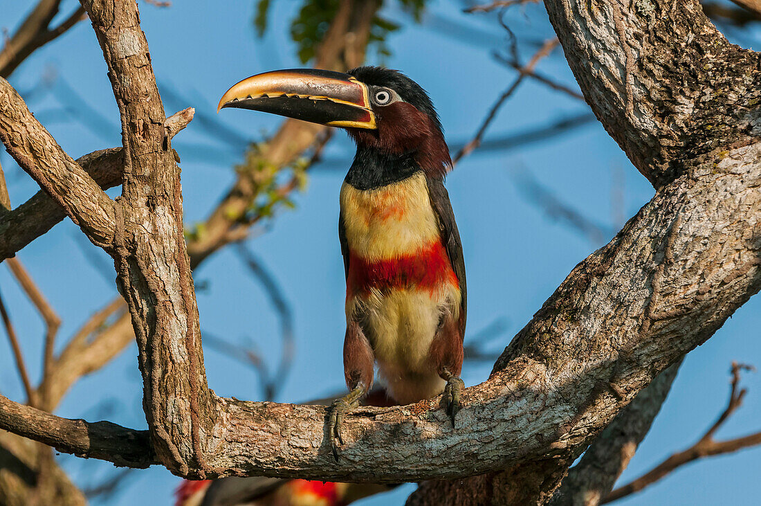 Chestnut-eared Aracari (Pteroglossus castanotis), Pantanal, Mato Grosso, Brazil