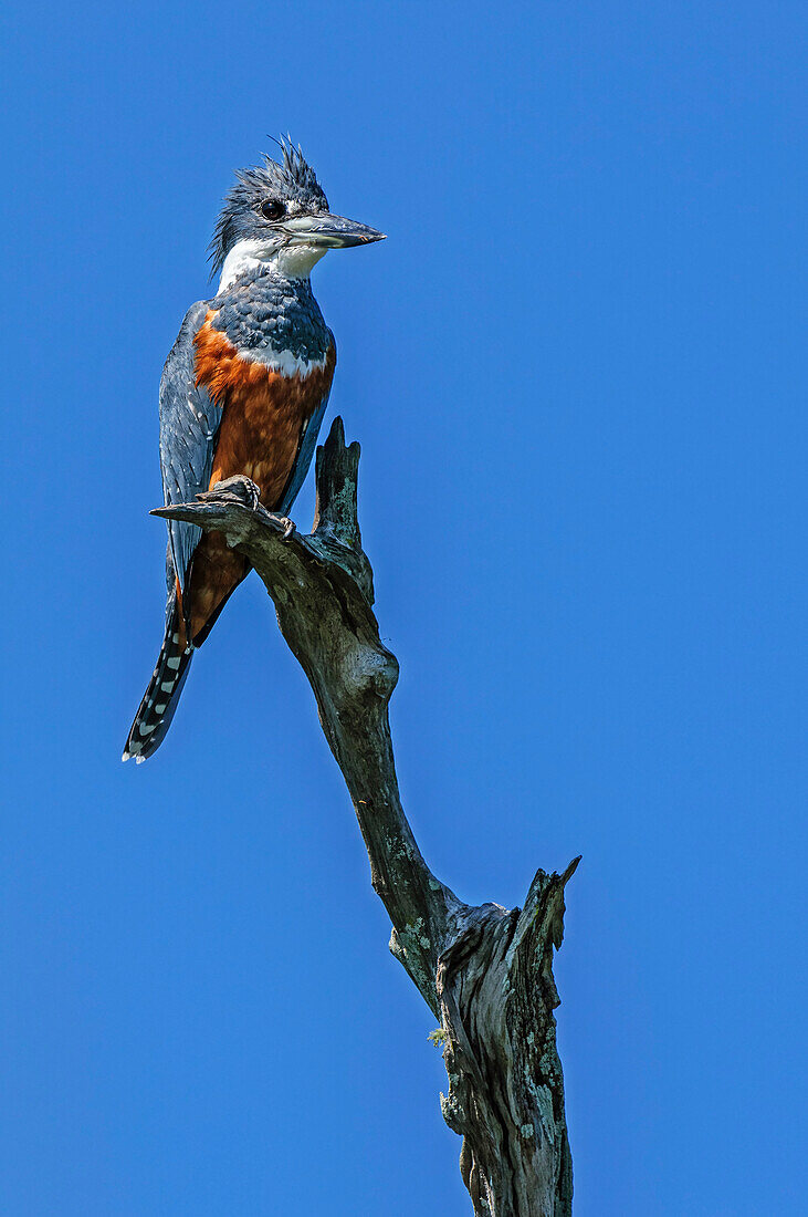 Ringed Kingfisher (Megaceryle torquata) female, Pantanal, Mato Grosso, Brazil