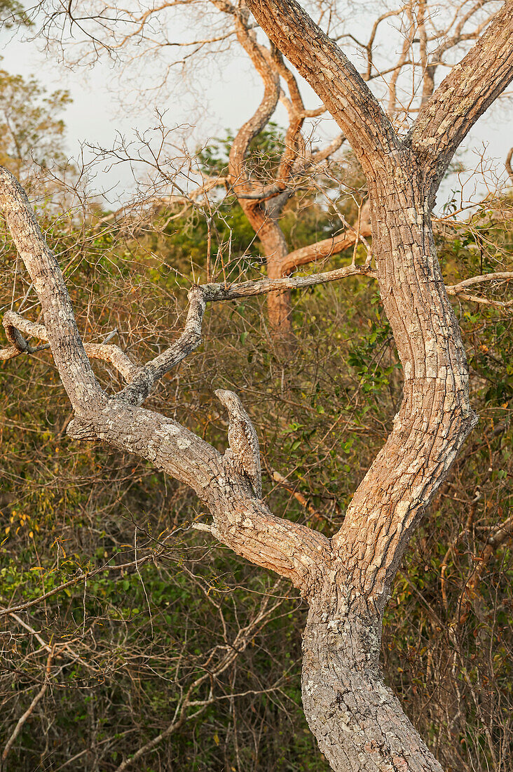 Great Potoo (Nyctibius grandis) camouflaged in tree, Pantanal, Mato Grosso, Brazil