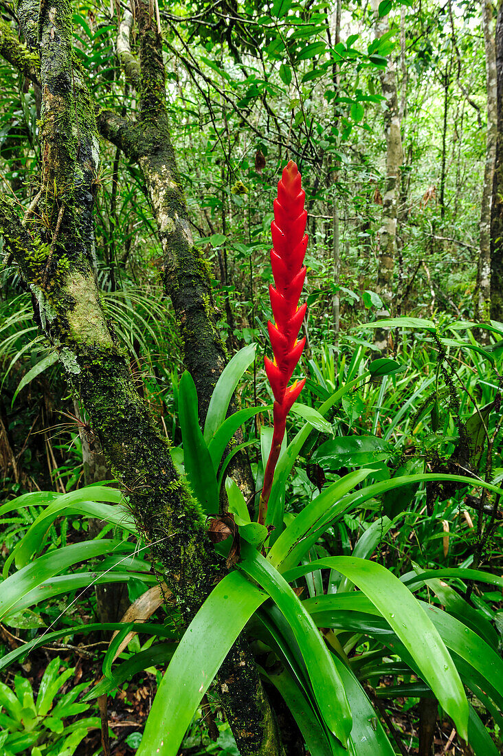 Bromeliad (Vriesea sp) flowering in forest, Superagui National Park, Atlantic Forest, Brazil