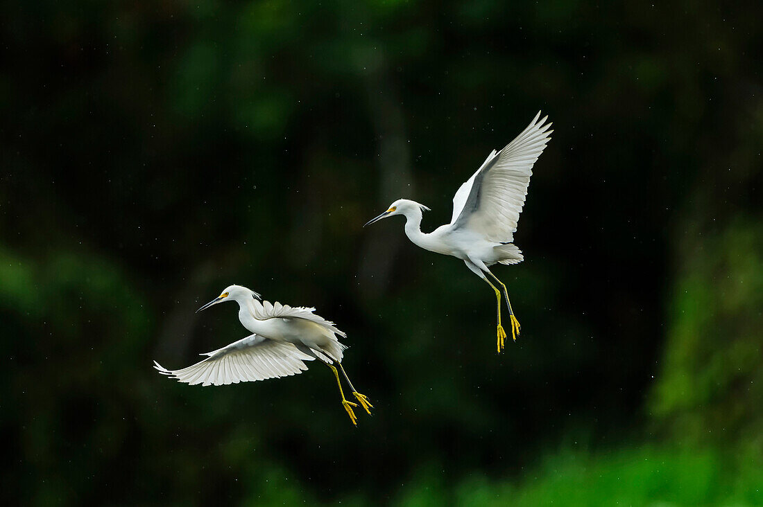 Snowy Egret (Egretta thula) pair flying, Mamiraua Reserve, Amazon, Brazil