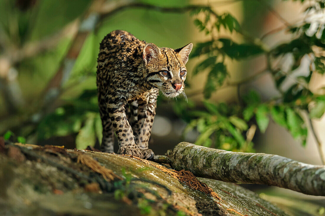 Ocelot (Leopardus pardalis) kitten, Mamiraua Reserve, Amazon, Brazil