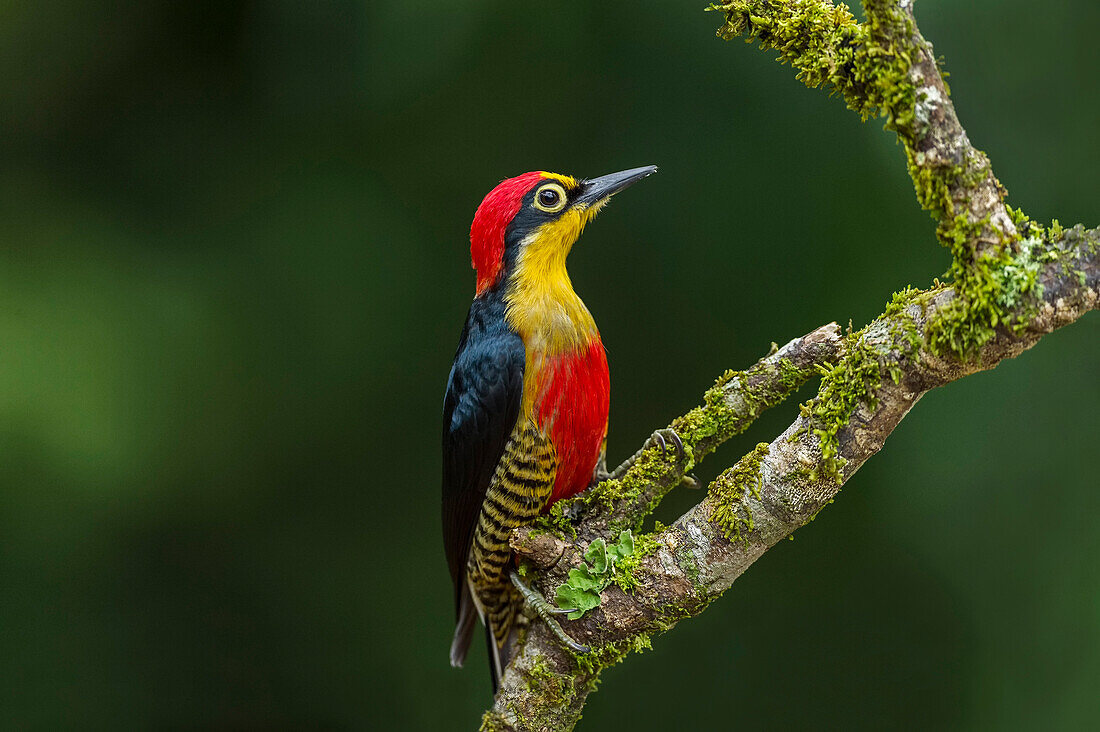 Yellow-fronted Woodpecker (Melanerpes flavifrons) male, Sao Paulo, Atlantic Forest, Brazil