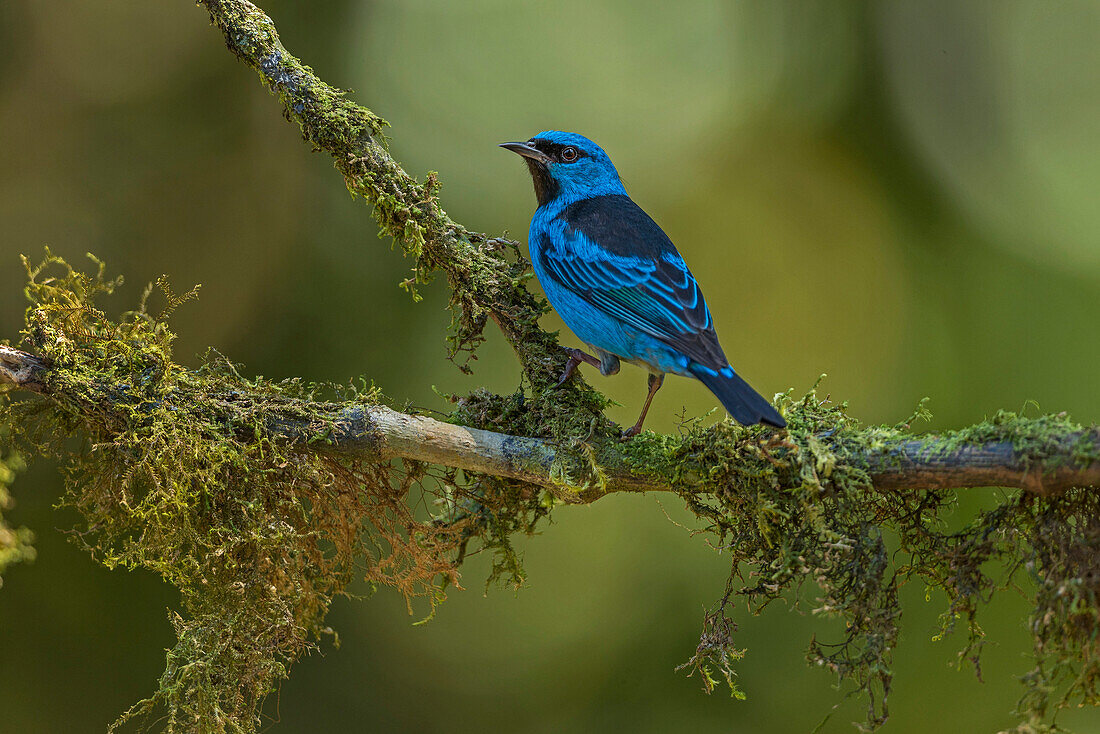 Blue Dacnis (Dacnis cayana) male, Sao Paulo, Atlantic Forest, Brazil