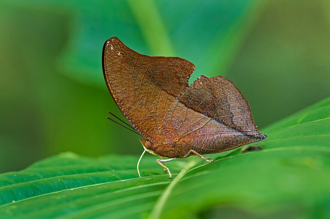 Nymphalid Butterfly (Zaretis itys) mimicking a leaf, Rio Claro Nature Reserve, Antioquia, Colombia