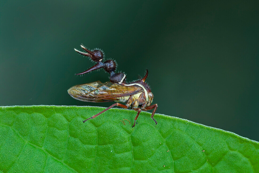 Treehopper (Membracidae), Rio Claro Nature Reserve, Antioquia, Colombia